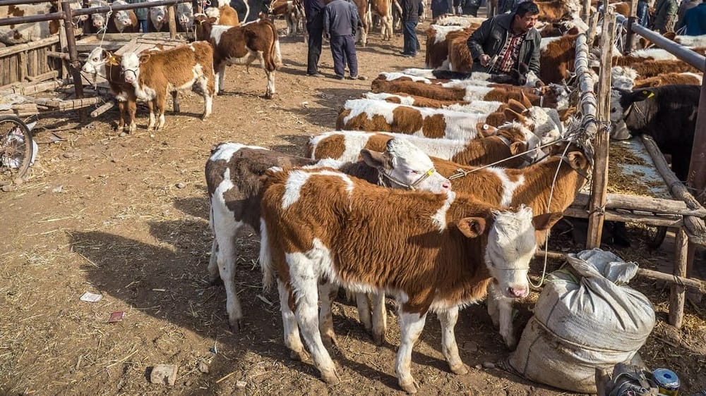 В Караколе закрывают скотный рынок изображение публикации