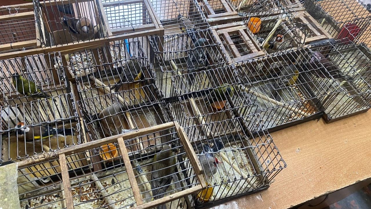 Браконьер ловил в Ботсаду птиц для перепродажи – его оштрафовали